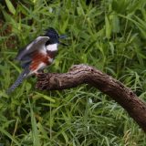 IMG_1766-nwbranch-kingfisher-jul2020-lores-crop