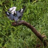 IMG_1769-nwbranch-2 kingfisher-fight-jul2020-lores