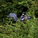 IMG_1771-nwbranch-2 kingfisher-fight-jul2020-lores