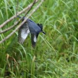 IMG_1777-nwbranch-kingfisher-flight-jul2020-lores