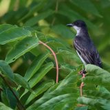 IMG_1782-nwbranch-eastern kingbird-jul2020-lores