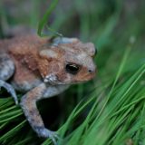 IMG_1791-nwbranch-orange toad-jul2020-lores