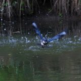 IMG_1793-nwbranch-kingfisher-dive-jul2020-lores