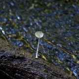 IMG_1819-nwbranch-mushroom-jul2020-lores