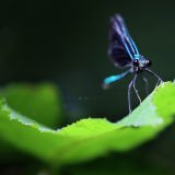 IMG_1829-nwbranch-ebony jeweling-damselfly-jul2020-lores