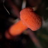 IMG_1845-nwbranch-orange-mushroom-jul2020-lores