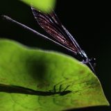 IMG_1851-nwbranch-ebony jeweling-damselfly-jul2020-lores