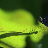 IMG_1862-nwbranch-ebony jeweling-damselfly-jul2020-lores