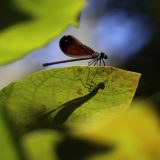 IMG_1869-nwbranch-ebony jeweling-damselfly-jul2020-lores