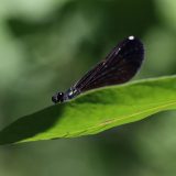 IMG_1881-nwbranch-ebony jeweling-damselfly-jul2020-lores