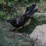 IMG_1907-nwbranch-grackle-worm-jul2020-lores