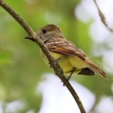 IMG_9116-choptank-acadian flycatcher-june 2020-lores