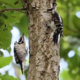 IMG_9128-choptank-2woodpeckers-june 2020-crop-lores