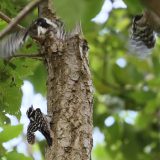 IMG_9130-choptank-3woodpeckers-fight-june 2020-lores