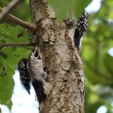 IMG_9131-choptank-2woodpeckers-fight-june 2020-crop-lores