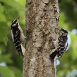 IMG_9138-choptank-2woodpeckers-june 2020-crop-lores