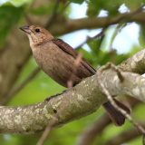 IMG_9151-choptank-female brown headed cowbird-june 2020-lores