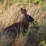 IMG_9177-choptank-rabbit in grass-june 2020-lores