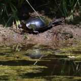 IMG_9183-choptank-red eared turtle-golf pond-june 2020-lores