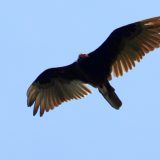 IMG_9185-choptank-vulture-flight-june 2020-lores