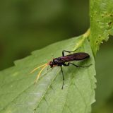 IMG_9196-choptank-wasp-june 2020-lores