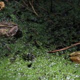 IMG_9215-choptank-dark frog-pond-june 2020-lores