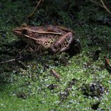 IMG_9221-choptank-dark frog-pond-june 2020-lores