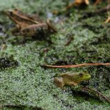 IMG_9227-choptank-light frog-pond-june 2020-lores