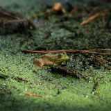 IMG_9244-choptank-2 dark frogs-pond-june 2020-lores