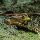 IMG_9246-choptank-2 dark frogs-pond-june 2020-crop2-lores