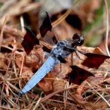 IMG_9252-choptank-common white tail dragonfly-june 2020-lores