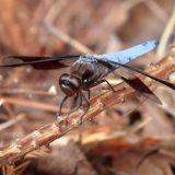 IMG_9266-choptank-common white tail dragonfly-june 2020-lores