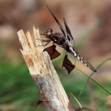 IMG_9272-choptank-common white tail dragonfly-june 2020-lores