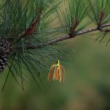 IMG_9276-choptank-lure in tree-june 2020-lores
