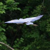 IMG_9285-choptank-great blue heron-flight-june 2020-crop-lores