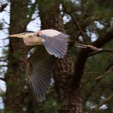 IMG_9287-choptank-great blue heron-flight-june 2020-lores
