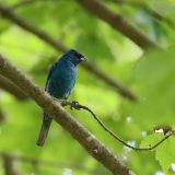 IMG_9296-choptank-indigo bunting-june 2020-lores