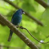 IMG_9297-choptank-indigo bunting-june 2020-crop-lores