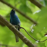 IMG_9302-choptank-indigo bunting-june 2020-crop-lores