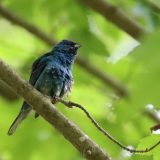 IMG_9304-choptank-indigo bunting-june 2020-crop-lores