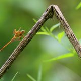 IMG_9310-choptank-orange meadowhawk-june 2020-lores