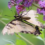IMG_9329-choptank-yellow tigertail-june 2020-crop-lores
