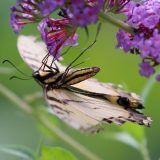IMG_9333-choptank-yellow tigertail-june 2020-crop-lores