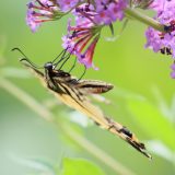 IMG_9335-choptank-yellow tigertail-june 2020-crop-lores
