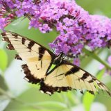 IMG_9353-choptank-yellow tigertail-june 2020-lores