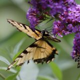IMG_9374-choptank-yellow tigertail-june 2020-lores
