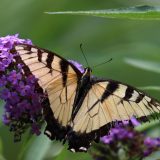 IMG_9389-choptank-yellow tigertail-june 2020-lores