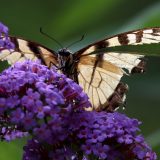 IMG_9399-choptank-yellow tigertail-june 2020-crop-lores
