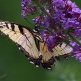 IMG_9414-choptank-yellow tigertail-june 2020-crop-lores