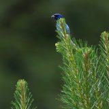 IMG_9434-choptank-indigo bunting-june 2020-crop-lores